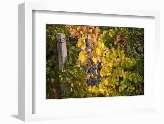 Merlot Grapes at Pernod Ricard's Helan Mountain Winery, Ningxia, China-Janis Miglavs-Framed Photographic Print