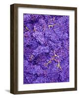 Merlot Grapes (Grape Picking in France)-Steven Morris-Framed Photographic Print