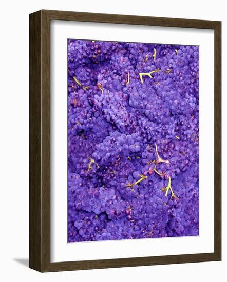 Merlot Grapes (Grape Picking in France)-Steven Morris-Framed Photographic Print