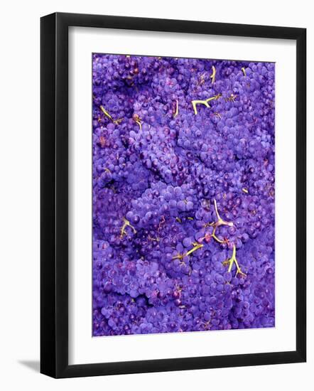 Merlot Grapes (Grape Picking in France)-Steven Morris-Framed Photographic Print