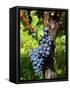 Merlot Grapes on Branch of a Vine, Bergerac, Bordeaux, Gironde, France-Per Karlsson-Framed Stretched Canvas