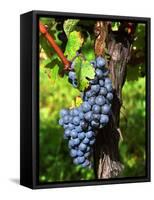 Merlot Grapes on Branch of a Vine, Bergerac, Bordeaux, Gironde, France-Per Karlsson-Framed Stretched Canvas