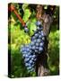 Merlot Grapes on Branch of a Vine, Bergerac, Bordeaux, Gironde, France-Per Karlsson-Stretched Canvas