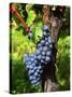 Merlot Grapes on Branch of a Vine, Bergerac, Bordeaux, Gironde, France-Per Karlsson-Stretched Canvas