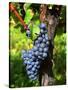 Merlot Grapes on Branch of a Vine, Bergerac, Bordeaux, Gironde, France-Per Karlsson-Stretched Canvas