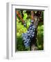 Merlot Grapes on Branch of a Vine, Bergerac, Bordeaux, Gironde, France-Per Karlsson-Framed Photographic Print