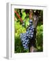 Merlot Grapes on Branch of a Vine, Bergerac, Bordeaux, Gironde, France-Per Karlsson-Framed Photographic Print