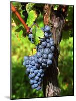 Merlot Grapes on Branch of a Vine, Bergerac, Bordeaux, Gironde, France-Per Karlsson-Mounted Photographic Print