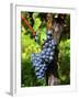 Merlot Grapes on Branch of a Vine, Bergerac, Bordeaux, Gironde, France-Per Karlsson-Framed Photographic Print