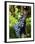 Merlot Grapes on Branch of a Vine, Bergerac, Bordeaux, Gironde, France-Per Karlsson-Framed Photographic Print