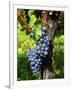 Merlot Grapes on Branch of a Vine, Bergerac, Bordeaux, Gironde, France-Per Karlsson-Framed Photographic Print