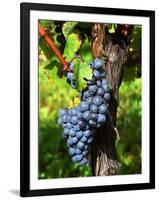 Merlot Grapes on Branch of a Vine, Bergerac, Bordeaux, Gironde, France-Per Karlsson-Framed Photographic Print