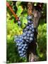 Merlot Grapes on Branch of a Vine, Bergerac, Bordeaux, Gironde, France-Per Karlsson-Mounted Photographic Print