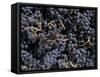 Merlot Grapes Ready to Crush, Terra Blanca Winery, Benton City, Washington, USA-Connie Ricca-Framed Stretched Canvas