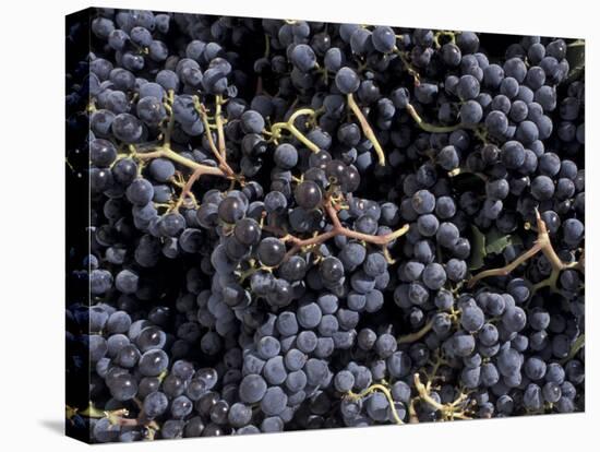 Merlot Grapes Ready to Crush, Terra Blanca Winery, Benton City, Washington, USA-Connie Ricca-Stretched Canvas