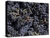 Merlot Grapes Ready to Crush, Terra Blanca Winery, Benton City, Washington, USA-Connie Ricca-Stretched Canvas