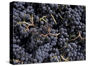 Merlot Grapes Ready to Crush, Terra Blanca Winery, Benton City, Washington, USA-Connie Ricca-Stretched Canvas