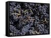 Merlot Grapes Ready to Crush, Terra Blanca Winery, Benton City, Washington, USA-Connie Ricca-Framed Stretched Canvas