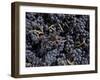 Merlot Grapes Ready to Crush, Terra Blanca Winery, Benton City, Washington, USA-Connie Ricca-Framed Photographic Print