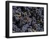 Merlot Grapes Ready to Crush, Terra Blanca Winery, Benton City, Washington, USA-Connie Ricca-Framed Photographic Print