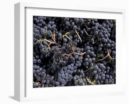 Merlot Grapes Ready to Crush, Terra Blanca Winery, Benton City, Washington, USA-Connie Ricca-Framed Photographic Print