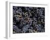 Merlot Grapes Ready to Crush, Terra Blanca Winery, Benton City, Washington, USA-Connie Ricca-Framed Photographic Print