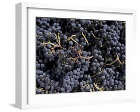 Merlot Grapes Ready to Crush, Terra Blanca Winery, Benton City, Washington, USA-Connie Ricca-Framed Photographic Print