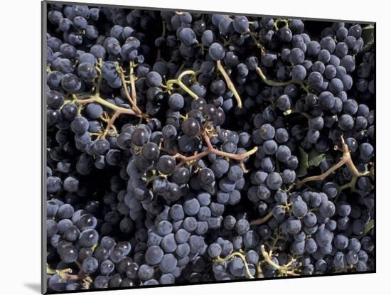 Merlot Grapes Ready to Crush, Terra Blanca Winery, Benton City, Washington, USA-Connie Ricca-Mounted Photographic Print