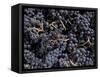 Merlot Grapes Ready to Crush, Terra Blanca Winery, Benton City, Washington, USA-Connie Ricca-Framed Stretched Canvas