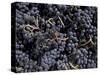 Merlot Grapes Ready to Crush, Terra Blanca Winery, Benton City, Washington, USA-Connie Ricca-Stretched Canvas