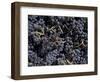 Merlot Grapes Ready to Crush, Terra Blanca Winery, Benton City, Washington, USA-Connie Ricca-Framed Photographic Print