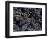 Merlot Grapes Ready to Crush, Terra Blanca Winery, Benton City, Washington, USA-Connie Ricca-Framed Photographic Print