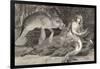 Mermaid Compared with the Manatee at the Zoological Gardens London-null-Framed Photographic Print