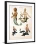 Mermaid, from Encyclopaedia Londinensis, 1817-J. Pass-Framed Giclee Print