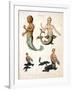 Mermaid, from Encyclopaedia Londinensis, 1817-J. Pass-Framed Giclee Print