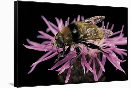 Merodon Equestris (Narcissus Bulb Fly)-Paul Starosta-Framed Stretched Canvas