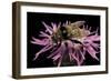 Merodon Equestris (Narcissus Bulb Fly)-Paul Starosta-Framed Photographic Print