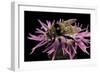 Merodon Equestris (Narcissus Bulb Fly)-Paul Starosta-Framed Photographic Print