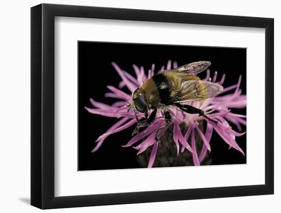 Merodon Equestris (Narcissus Bulb Fly)-Paul Starosta-Framed Photographic Print