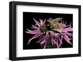 Merodon Equestris (Narcissus Bulb Fly)-Paul Starosta-Framed Photographic Print