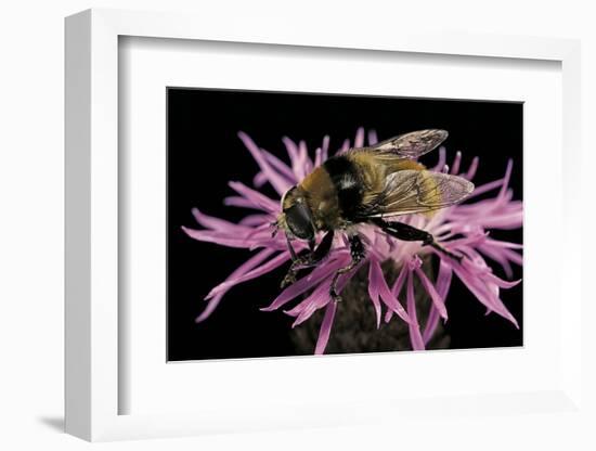 Merodon Equestris (Narcissus Bulb Fly)-Paul Starosta-Framed Photographic Print