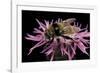 Merodon Equestris (Narcissus Bulb Fly)-Paul Starosta-Framed Photographic Print