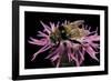 Merodon Equestris (Narcissus Bulb Fly)-Paul Starosta-Framed Photographic Print