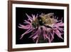 Merodon Equestris (Narcissus Bulb Fly)-Paul Starosta-Framed Photographic Print