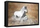 Framed Canvas
