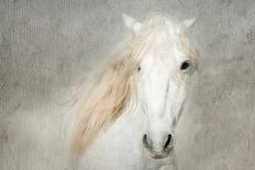 Stallion Face-Merrie Asimow-Framed Photographic Print