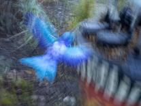 Machu Picchu, Peru, World Heritage Site-Merrill Images-Photographic Print