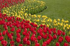 North America, United States, Washington, Mount Vernon, Tulips in Bloom at Annual Skagit Valley Tul-Merrill Images-Photographic Print