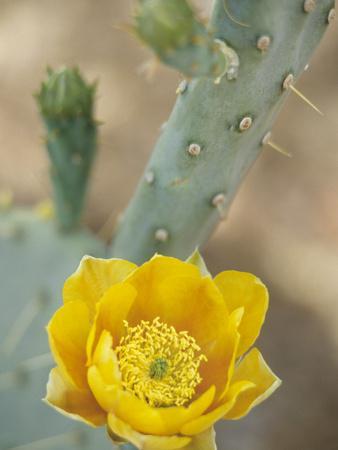 Prickly Pear Cactus in Bloom, Arizona-Sonora Desert Museum, Tucson, Arizona, USA