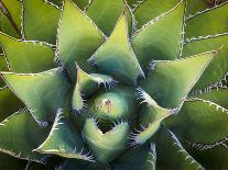 Usa, California, Joshua Tree. Agave cactus, viewed from above.-Merrill Images-Photographic Print